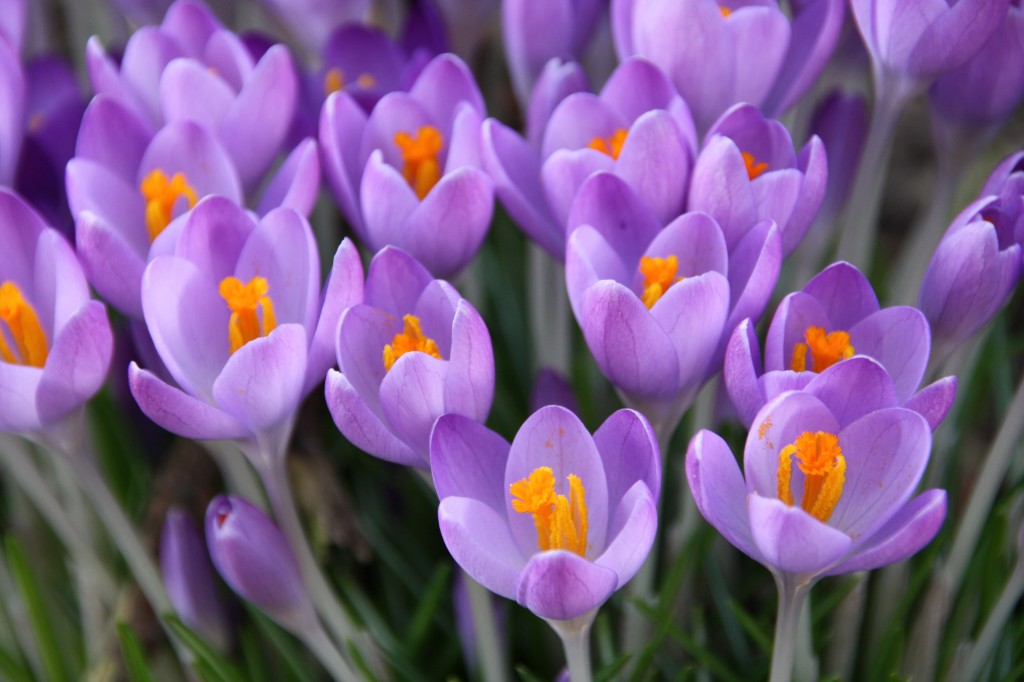 krokus